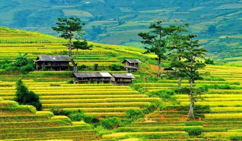 Best time to join Mu Cang Chai Tours 1