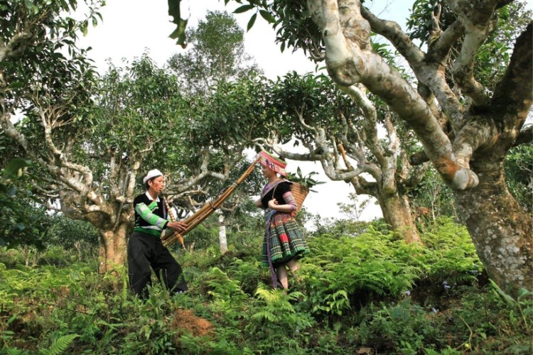 shan tuyet suoi giang tea