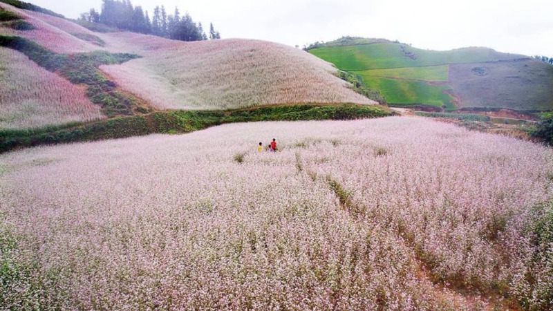 buckwheat flower festival