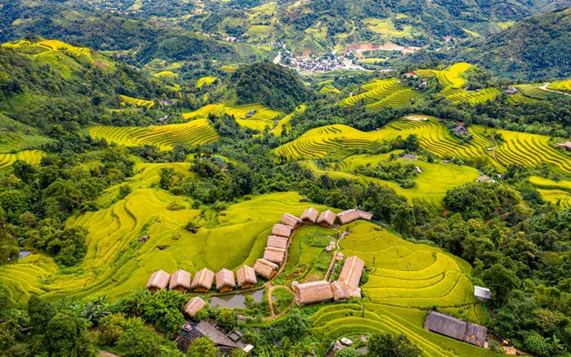 Admire the terraced rice fields at hoang su phi