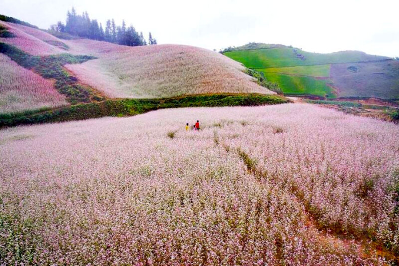 admire the buckwheat flower fields