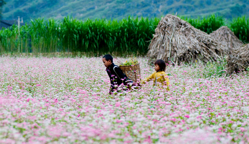 checking-in-at-buckwheat-flower-fields