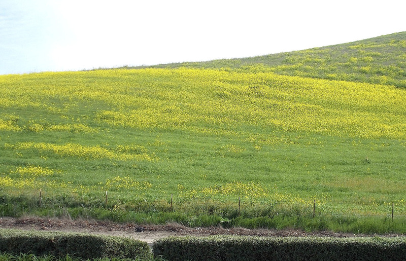 visit the hillside of yellow mustard flowers