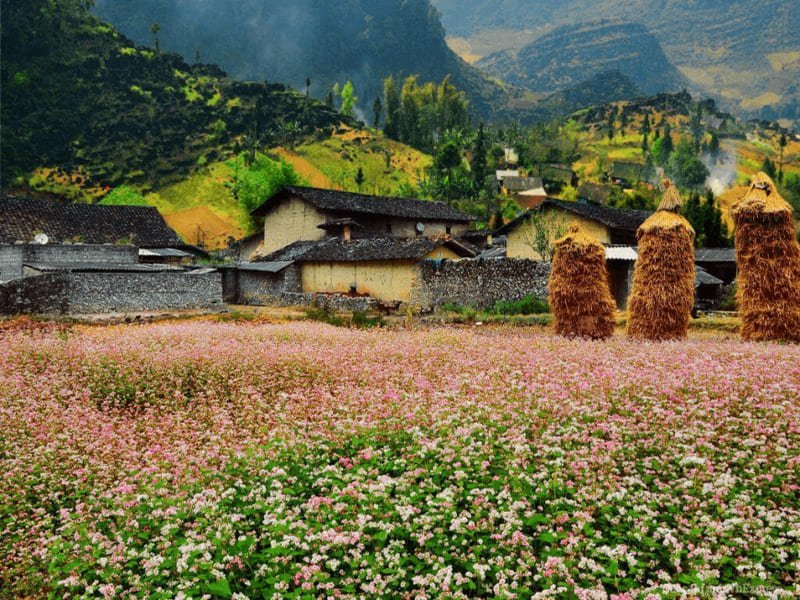 buckwheat flower viewing