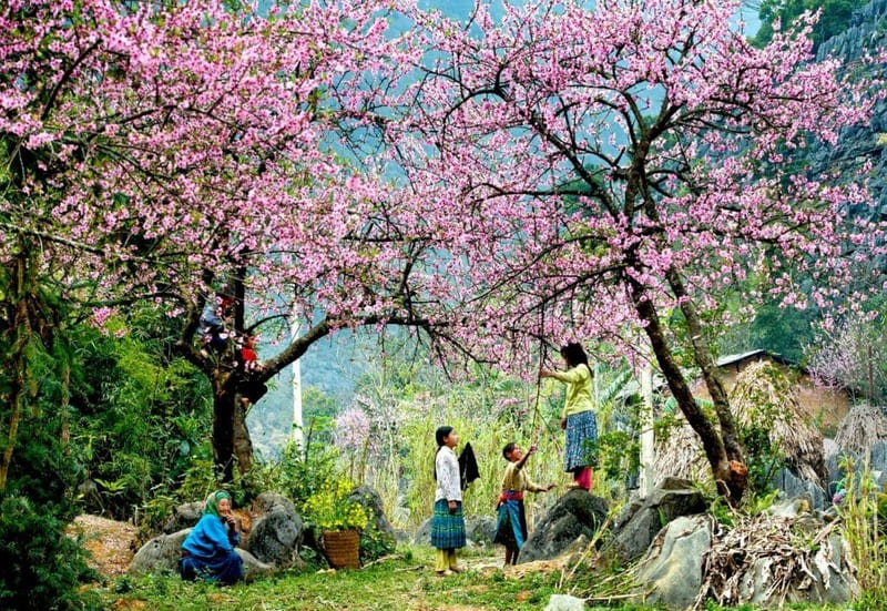 travel to ha giang in april to see flowers bloom