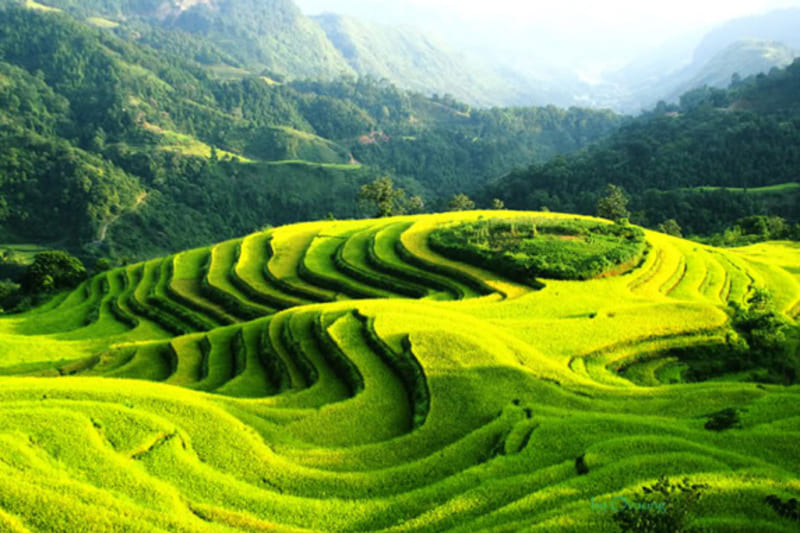 visit hoang su phi terraced fields