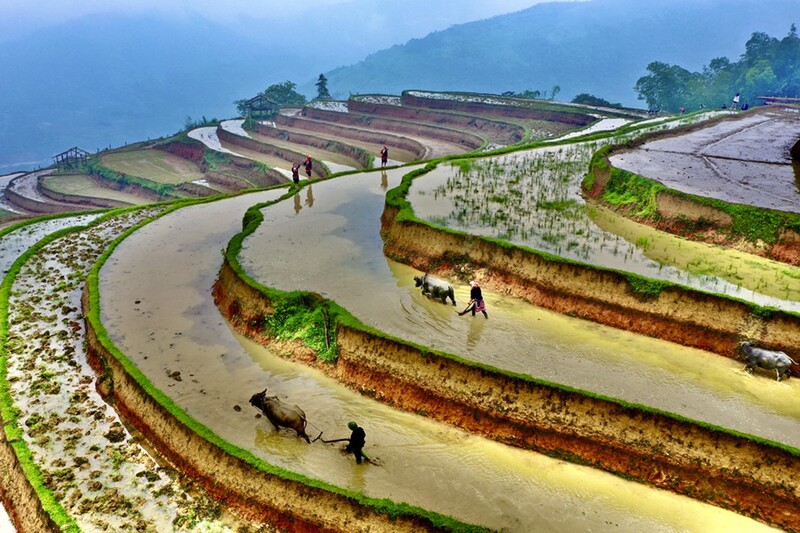 hoang su phi terraced fields