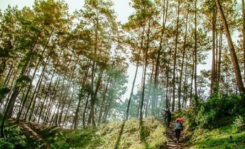 yen minh pine forest