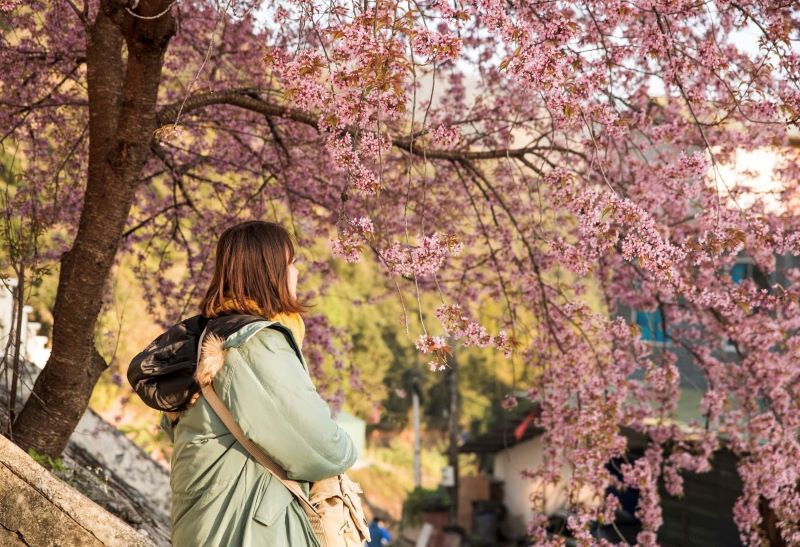 peach-blossoms-in-ha-giang-1