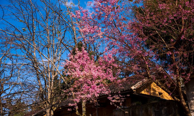 peach-blossoms-in-ha-giang-10