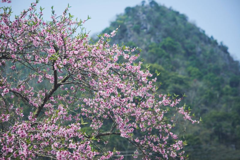 peach-blossoms-in-ha-giang-11