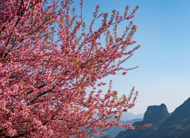 peach-blossoms-in-ha-giang-2