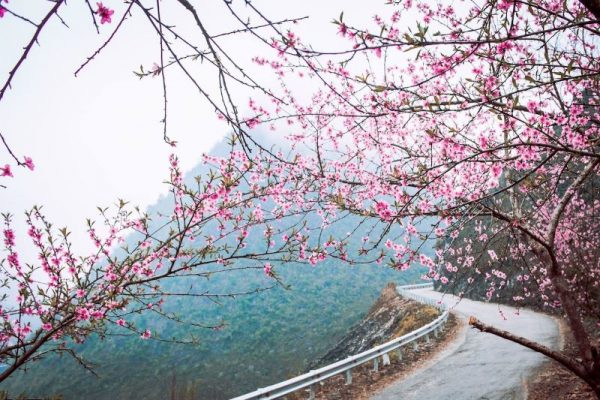 peach-blossoms-in-ha-giang-3