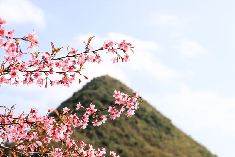 peach-blossoms-in-ha-giang-4