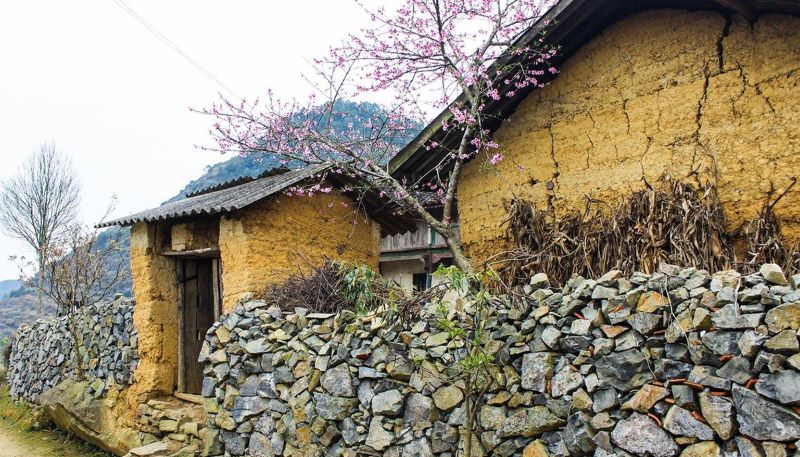 peach-blossoms-in-ha-giang-6