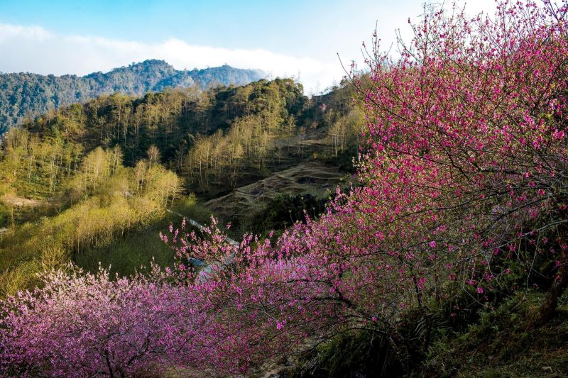 peach-blossoms-in-ha-giang-7