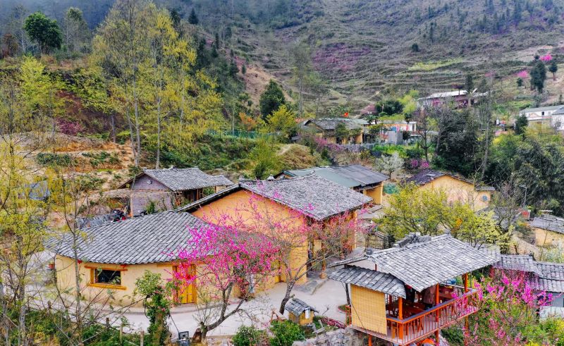 peach-blossoms-in-ha-giang-8