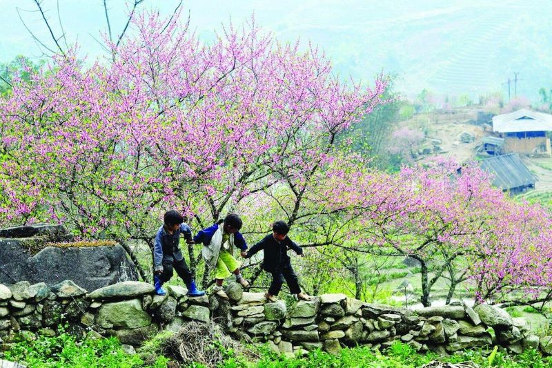 peach-blossoms-in-ha-giang-9